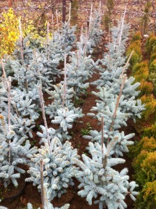 Picea Pungens Hopsii -60cm, 95 lei, TVA inlcus