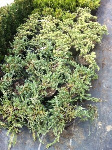 JUNIPERUS SQUAMATA BLUE CARPET, 20-30cm, 25lei