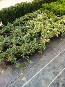 JUNIPERUS SQUAMATA BLUE/GOLDEN CARPET, 20-30cm, 25lei