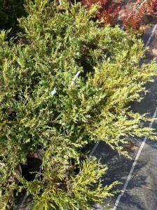 JUNIPERUS HORIZONTALS VARIEGATA, 30-40cm, 45 lei