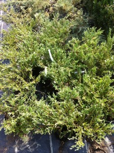 JUNIPERUS HORIZONTALS PLUMOSA VARIEGATA, 30-40cm, 45 lei