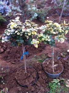 EUONYMUS FORTUNEI TOPIARY, 60cm, 65 lei