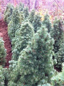 Picea Glauca Conica - 60cm, 65 lei, TVA inlclus