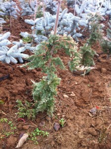 JUNIPERUS HORIZONTALIS WILTONII, 60-70cm, 85 lei