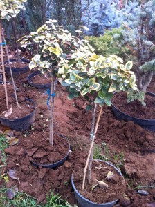 EUONYMUS FORTUNEI TOPIARY, 60cm, 65lei