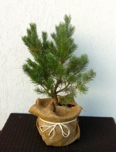 PINUS SYLVESTRIS WATERERI, 50-60CM, 75 LEI