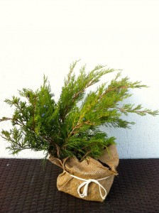 JUNIPERUS MINT JULEP, 40-50CM, 45 LEI